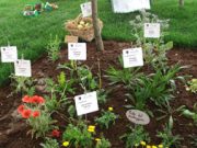 Alla scoperta dei fiori di stagione