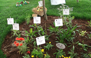 Alla scoperta dei fiori di stagione