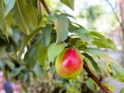 Piove, piange la campagna riminese: pesche Ko