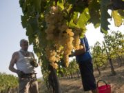 Vigneti, quando il lavoro di coltivatori e agronomi fa la differenza