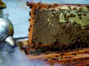 Arnie in allarme: arriva la vespa killer