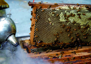 Arnie in allarme: arriva la vespa killer