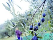 L’orcio di Rimini è bucato. Tutta colpa di una mosca