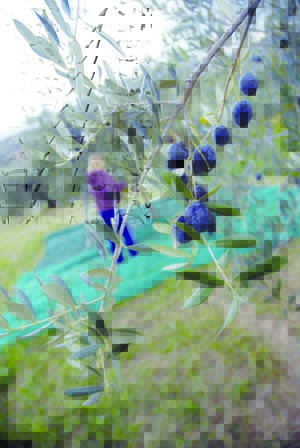 L’orcio di Rimini è bucato. Tutta colpa di una mosca