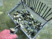 Moria di vongole: perché non pescarle?