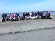 C’è un levriero da adottare