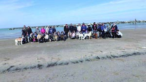 C’è un levriero da adottare