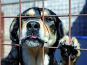 Ma Fido e Bubu si possono pignorare?