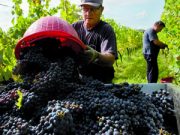 Un’annata tutta da brindare