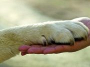 La “pet therapy” entra negli ospedali
