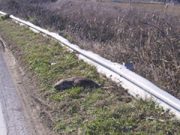 Roditori con i baffi. Ma bucano gli argini