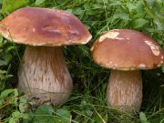 Alla scoperta dei funghi