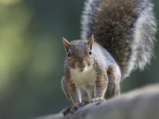 L’invasore scoiattolo grigio è arrivato