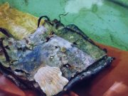 La quarta conchiglia del pellegrino Amato di Saludecio