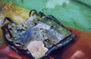 La quarta conchiglia del pellegrino Amato di Saludecio