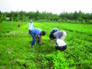 Giovani in agricoltura, nuovi aiuti dalla Regione Emilia Romagna