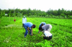 Giovani in agricoltura, nuovi aiuti dalla Regione Emilia Romagna