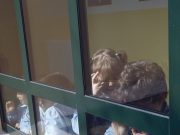 Ti hanno mangiato la lingua?