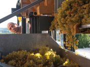 Su i calici! il riminese è un vino Doc, ma le piogge…