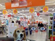 Gli animali nei negozi? Ognuno fa come gli pare
