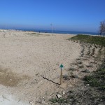 Piante-Duna-Cattolica-(2)