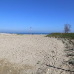 Piante-Duna-Cattolica-(3)