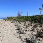 Piante-Duna-Cattolica-(5)