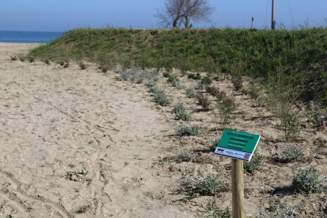 Piante-Duna-Cattolica