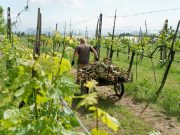 Orticolti, orti in… adozione