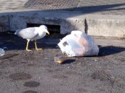 I gabbiani si spostano dal mare alla città. È tutto normale…