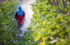 Maggiorenni e patentati anche per coltivare!