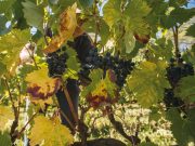 Vendemmia – Caldo e siccità “seccano” l’uva: poco vino ma da intenditori