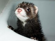 Che fine fanno quando passano di moda?