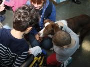 Eddie e Giotto, due cani in corsia