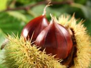 Cosa si nasconde dentro a quel riccio?