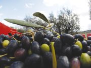 Poco ma ottimo Ecco a voi l’oro giallo riminese!