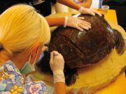 Una giornata tra i posti vasca dell’ospedale delle tartarughe