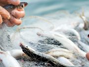 Rimini e la pesca. Remi in barca?