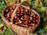 Una castagna per il lavoro