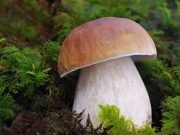 Tesori e pericoli dei boschi