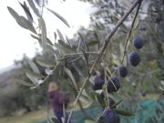 Il pericolo corre sulle foglie