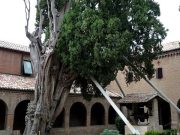 Alberi monumentali: Cesena, Forlì e Rimini ne hanno 16!