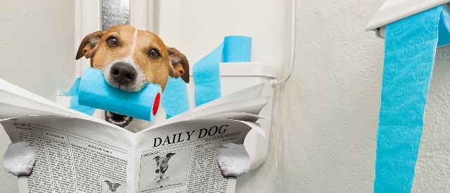 Dog On Toilet Seat