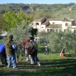 FOTO-6-la-raccolta-delle-olive-a-Novembre-con-i-nostri-ospiti