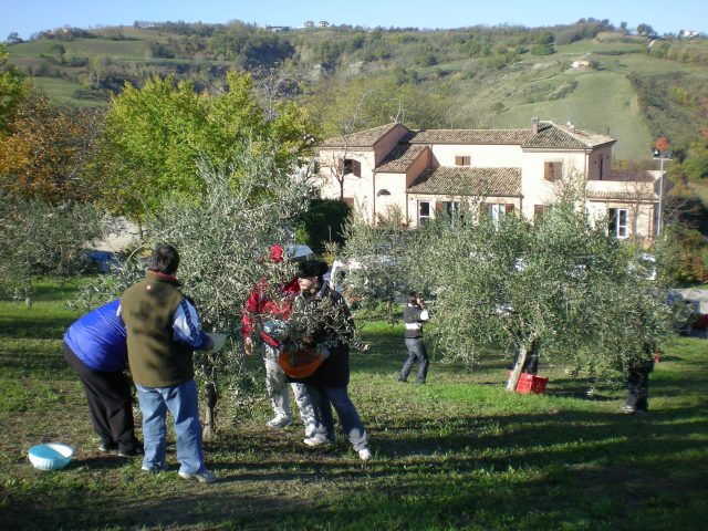 FOTO-6-la-raccolta-delle-olive-a-Novembre-con-i-nostri-ospiti