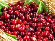 Rossa, golosa e protagonista. Ciliegia a Pietracuta