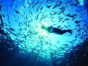 Il nostro mare? Un unicum nel Mediterraneo