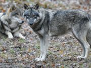 Roncofreddo, ora i lupi fanno paura