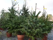 Albero di Natale, che tradizione! Con I 2 riccioli verdi…