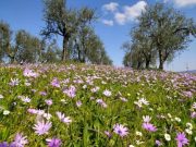 Sboccia la primavera, ma venerdì cambia